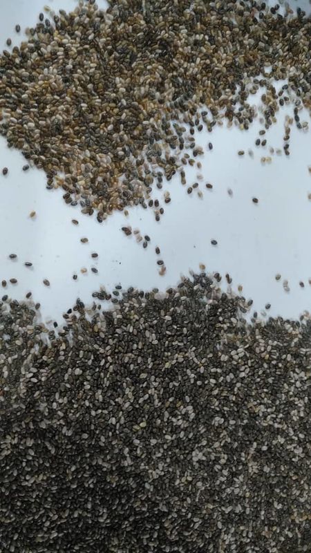 Seletor de alta resolução de Chia Seed Color Sorter Machine Chia Seed Processing Machine Seed
