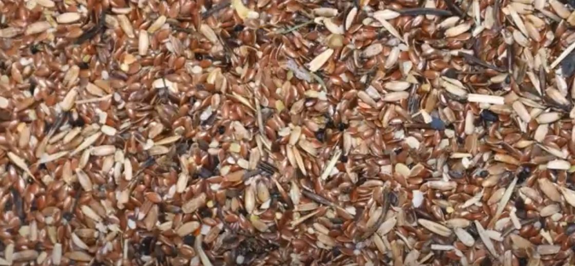 O sésamo da máquina de Flax Seed Sorting do fabricante semeia o equipamento agrícola do classificador da cor