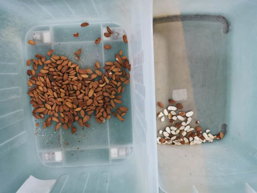 2021 quente vendendo 5 CCD do Candlenut das rampas as porcas colorem o classificador na linha de processamento das porcas