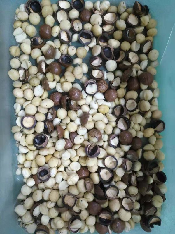 As porcas de macadâmia óticas as mais populares colorem o classificador para separar porcas e escudos