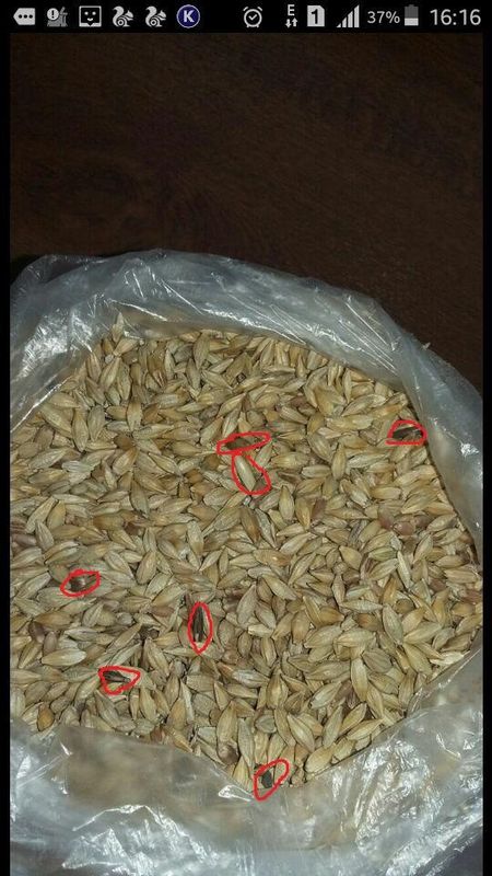 A classificação da cor da aveia faz à máquina a máquina da separação de grões para processar a aveia na exploração agrícola