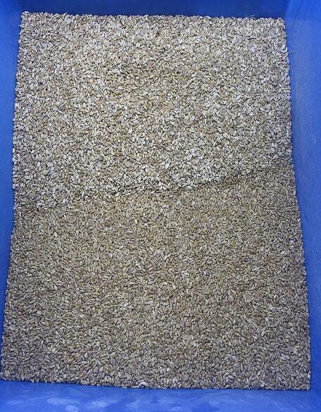 Máquina de classificação da cor do Quinoa do classificador da cor do trigo da aveia do classificador da cor do trigo mourisco
