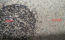 Canais Wenyao Color Sorter de 1 rampa 64 para sementes de Rye