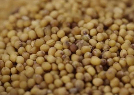 Máquina do classificador da grão de WENYAO High Precision Wheat Corn com capacidade superior