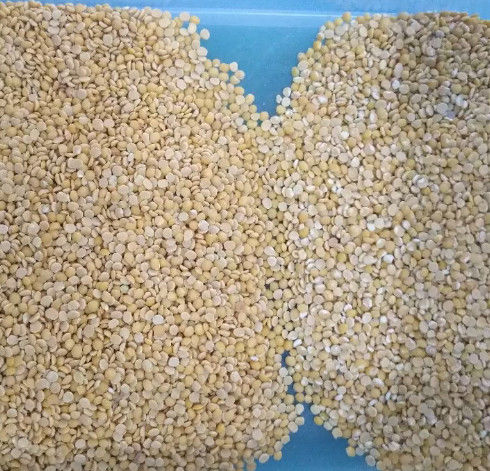 Wenyao Grain Color Sorter, CE ISO9001 da máquina de classificação do sorgo