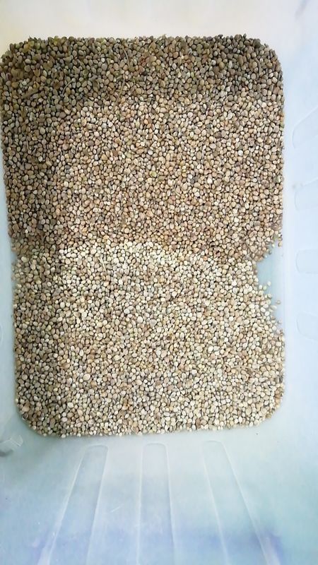 Máquina de classificação de cores de sementes de girassol Para classificação de sementes de pistache Máquina de classificação de cores