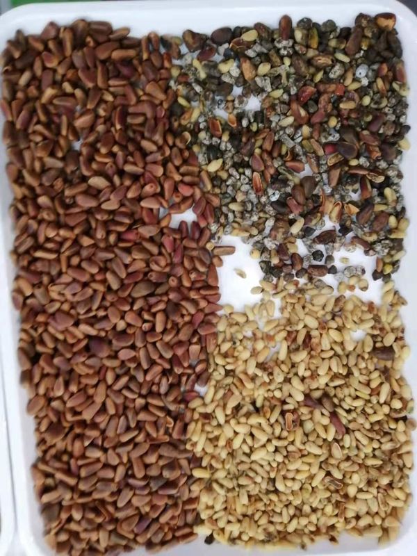 WENYAO Parâmetros Ajustáveis 64 Canais Classificadora de Cores de Noz de Alta Eficiência para Pinheiro