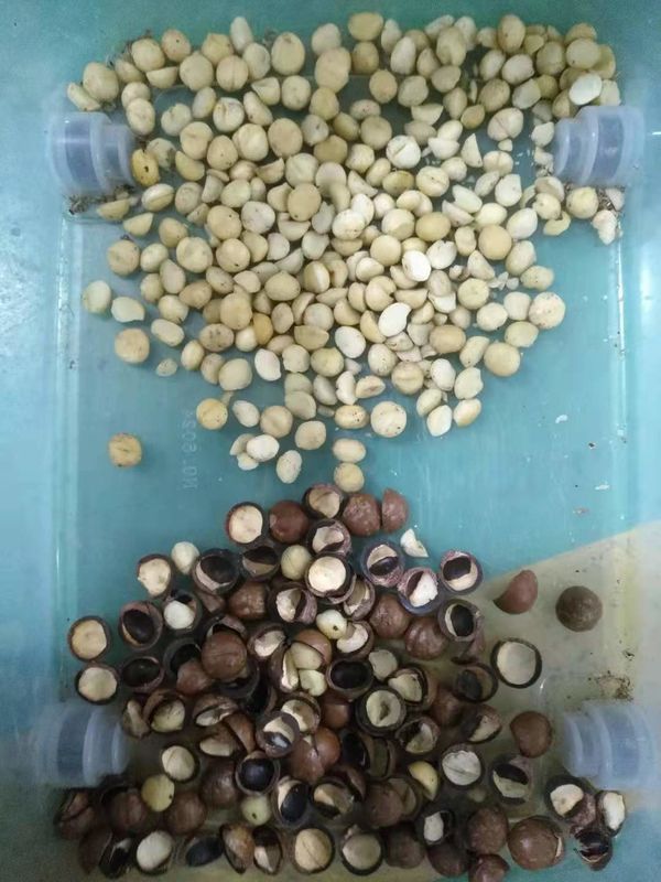 Máquina de classificação automática da cor da máquina do classificador de Mini Color Sorter Nuts Color da porca de macadâmia