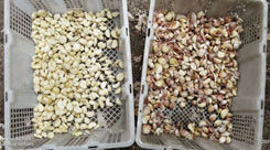 Máquina de classificação de cores de vegetais secos 3 escadas Máquina de classificação de cores de alho e pimenta seca