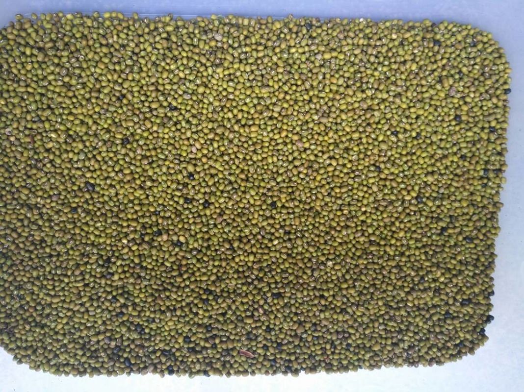 Máquina verde inteligente do classificador da cor de Bean Colour Machine Beans Ccd