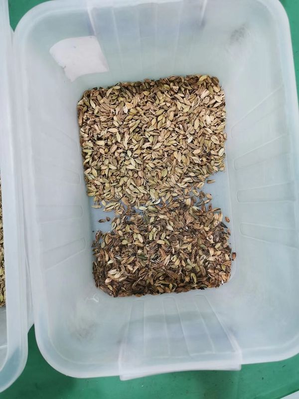 Máquina agrícola /Cardamom do classificador da cor do cardamomo dos equipamentos que separa a máquina