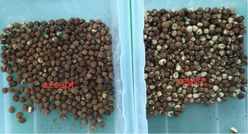 2025 Venda Quente Preço de fábrica CCD Nuts Color Sorter Macadamia Nuts Equipamento de Separação com CE