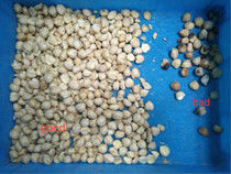 Linha de processamento classificador da porca da vela da máquina de classificação do Candlenut da cor da boa qualidade para o Candlenut
