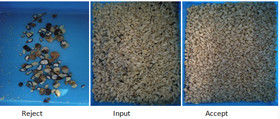 Linha de processamento classificador da porca da vela da máquina de classificação do Candlenut da cor da boa qualidade para o Candlenut
