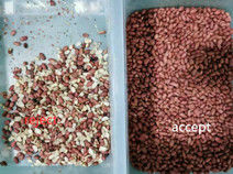 Wenyao Infravermelho CCD Câmera de Cereais Máquina de Classificação de Cores Óptica Peanut Maize Color Sorter