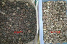 2025 Venda Quente Preço de fábrica CCD Nuts Color Sorter Macadamia Nuts Equipamento de Separação com CE