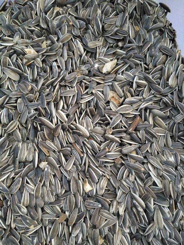 Wenyao Sunflower Seed Color Sorter com de alta capacidade