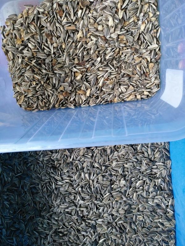 Wenyao Sunflower Seed Color Sorter com de alta capacidade