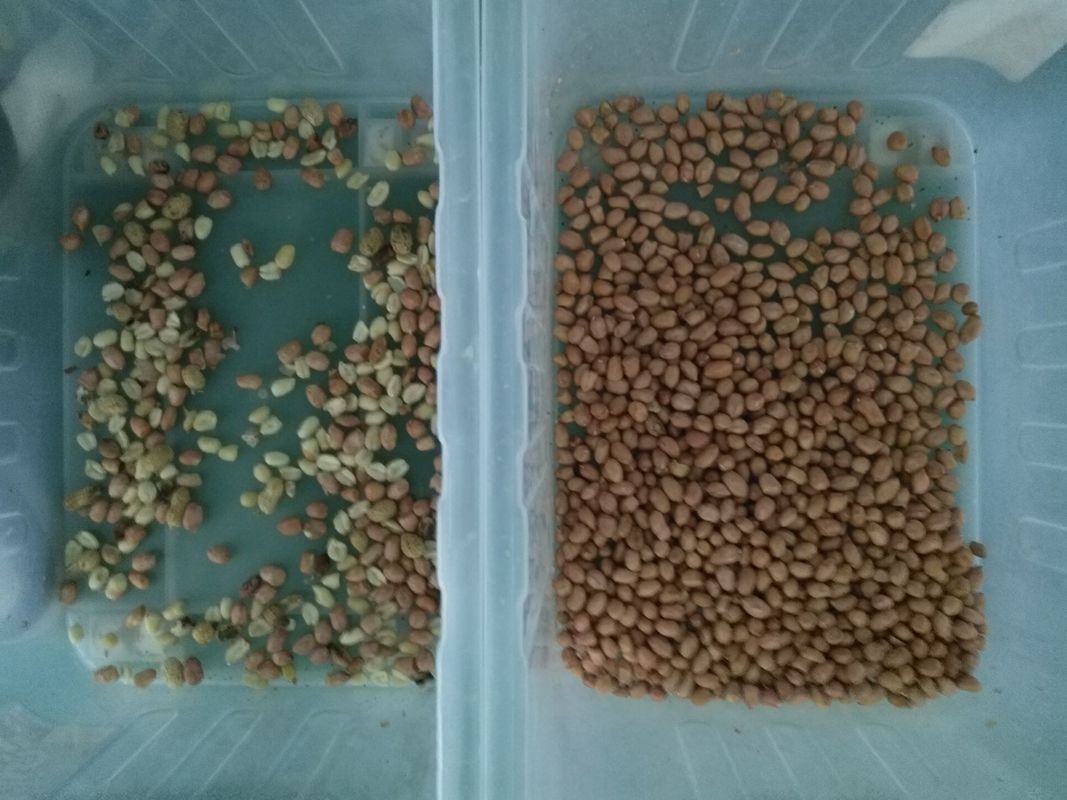 10 rampas Wenyao Color Sorter, máquina de classificação do amendoim da câmera do CCD