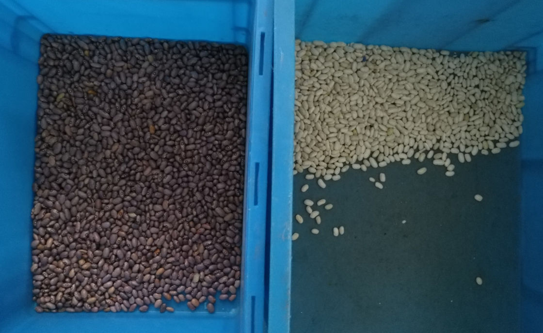 O classificador da cor dos feijões das rampas de WENYAO 10, 10t/h colore máquinas de classificação