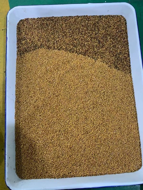 WENYAO Coleseed Colour Separation Machine, classificador da cor do Ccd da colza