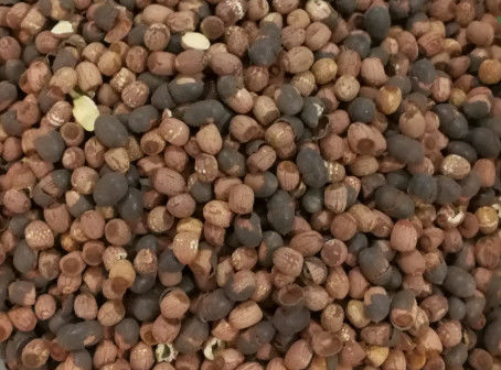 Canais altos da câmera 512 do CCD de Lotus Seeds Color Sorter da taxa de transferência