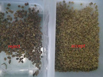Máquina de classificação vegetal de /H de 1 tonelada, máquina de classificação da passa do CCD do RGB Nir