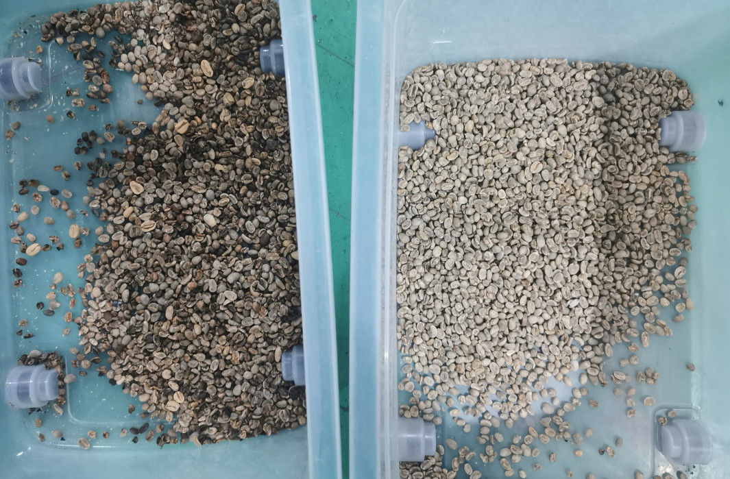 classificador da cor de 99,99 feijões da precisão, Bean Color Separator de couro roxo