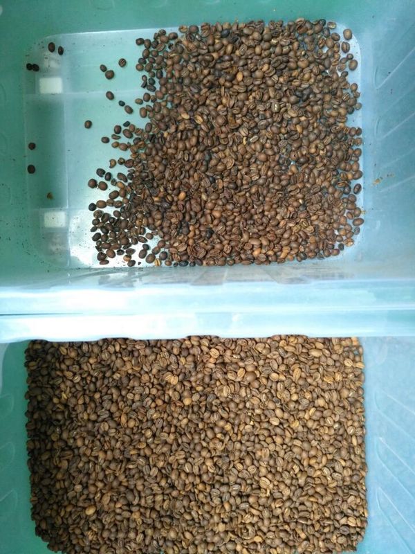 Luz variável do diodo emissor de luz de Bean Color Sorter do café de 8 canais das rampas 512