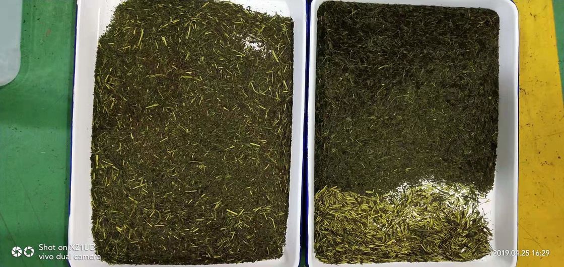 5 rampas florescem a máquina do classificador da cor do chá, varas amarelas colorem máquinas da separação