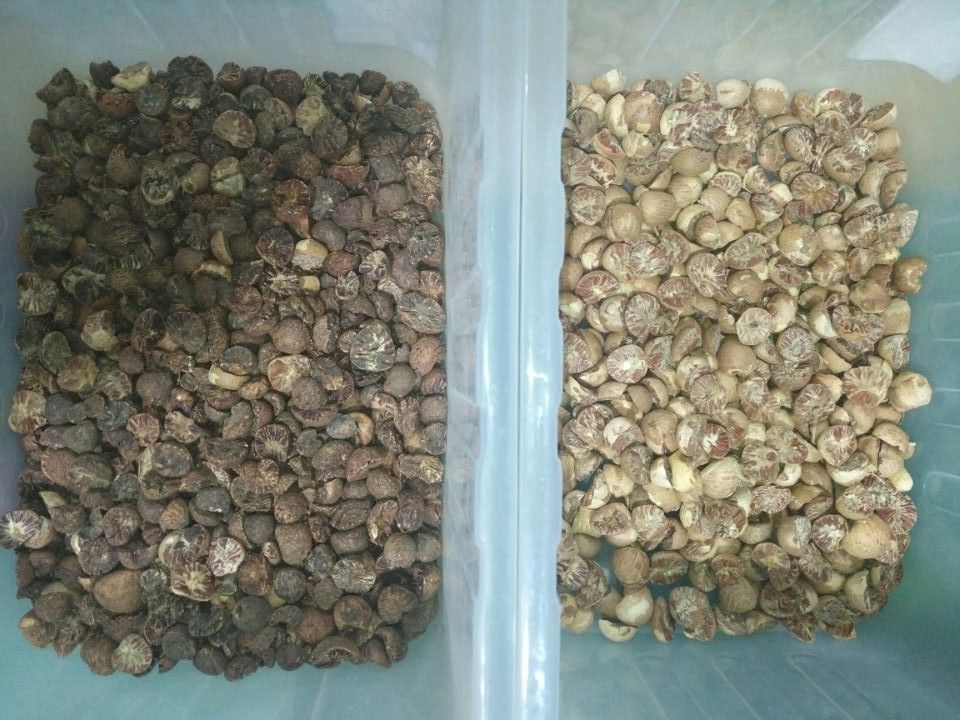 128 canais Mini Nuts Sorting Machine, classificador aprovado da amêndoa do CE