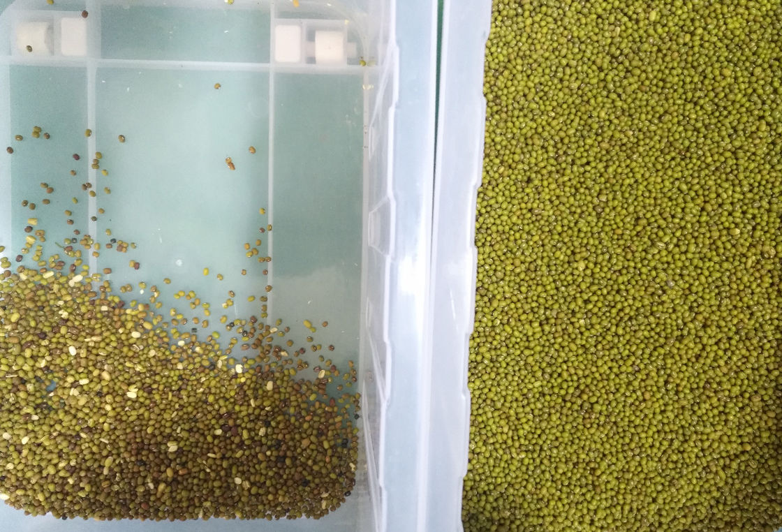 Os feijões de Mung verdes colorem rampas do de alta capacidade 8 do classificador com a câmera do CCD do RGB