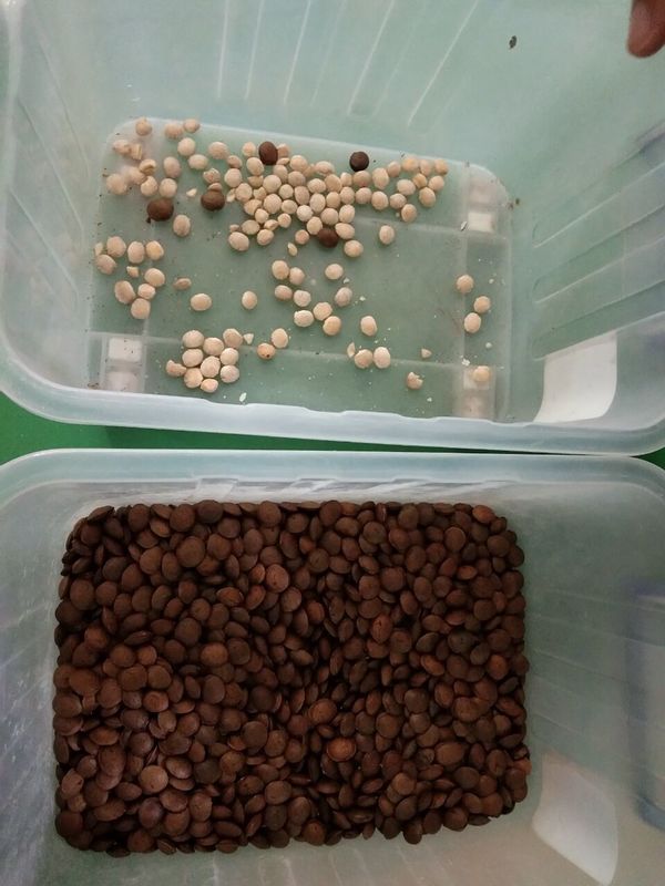 sistema do processamento de imagens de Sacha Inchi Color Sorter Advanced da rampa 7T/h 7