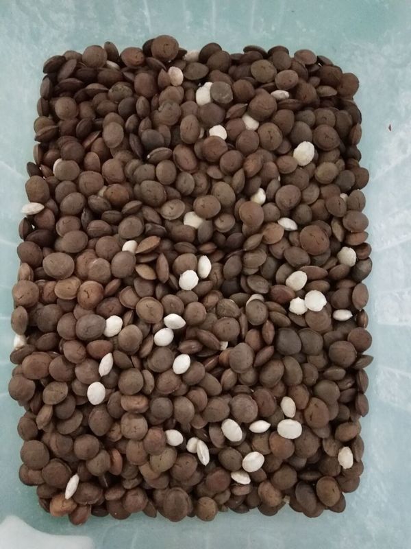 sistema do processamento de imagens de Sacha Inchi Color Sorter Advanced da rampa 7T/h 7