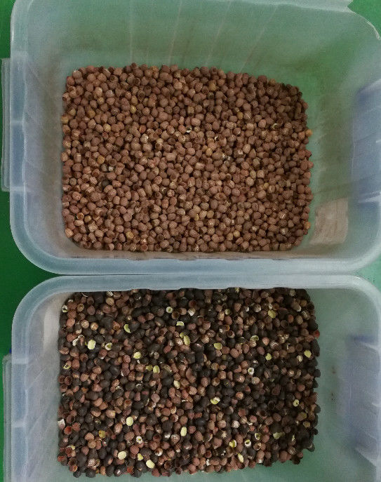 Sistema de aquisição de imagem longo do CCD de Lotus Seeds Color Sorter With 5400Pixel da vida