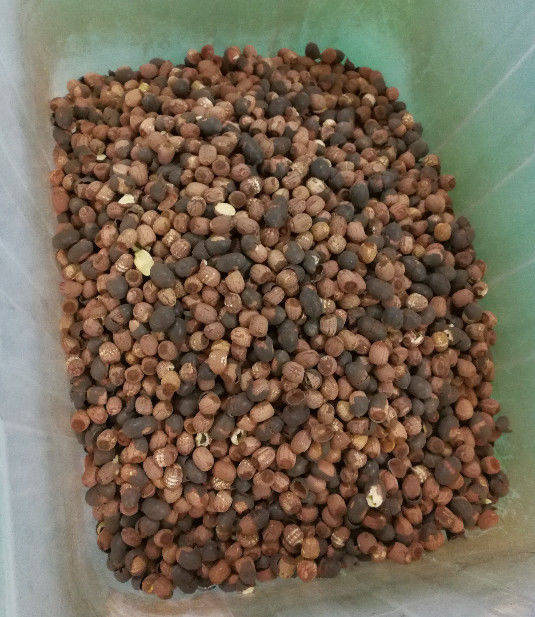 Sistema de aquisição de imagem longo do CCD de Lotus Seeds Color Sorter With 5400Pixel da vida