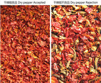 Wenyao Chute Tipo AI Interinteligente Sortador de Chili Seco Chilli Vermelho Separação Função de Autolimpeza Sortador de Cor