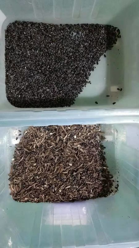 WENYAO Sunflower Seed Color Sorter, maquinaria da fábrica de tratamento da semente 7T/h