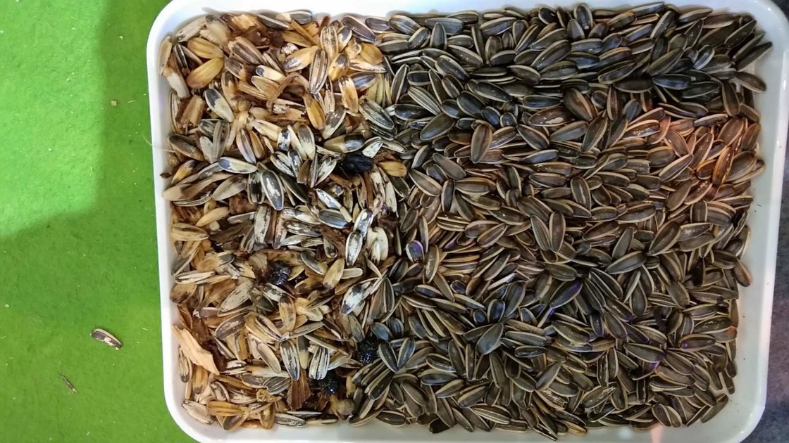 WENYAO Sunflower Seed Color Sorter, maquinaria da fábrica de tratamento da semente 7T/h