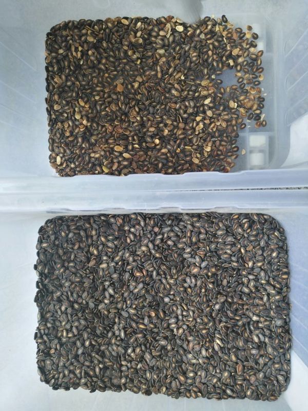 CCD Seed Kernel Color Sorter Machine Sorting For Watermelon Seed Color Separator Com Melhor Preço