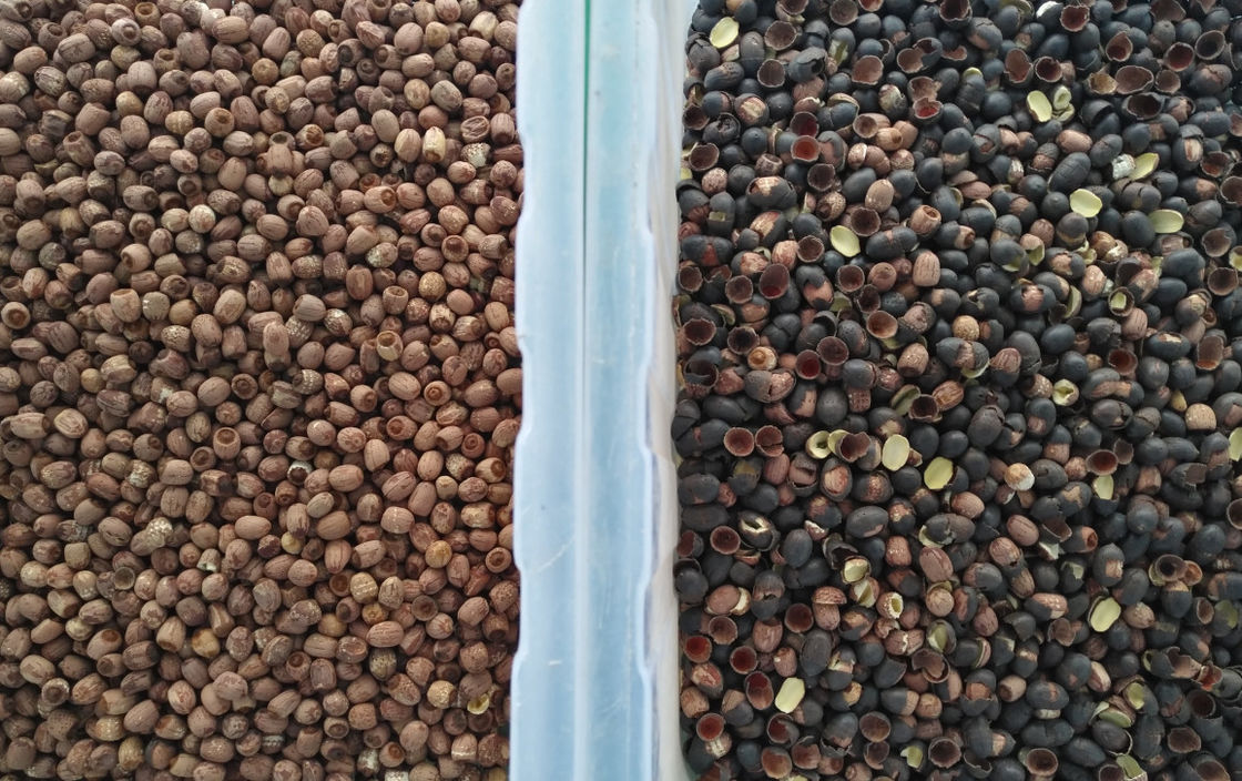 Funil de aço inoxidável de Lotus Seed Color Sorter 304 do de alta capacidade