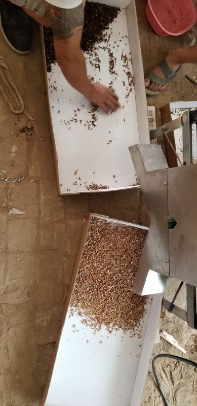 classificador Multifunction da cor de 220V 50HZ, máquina de classificação amarela da larva de farinha