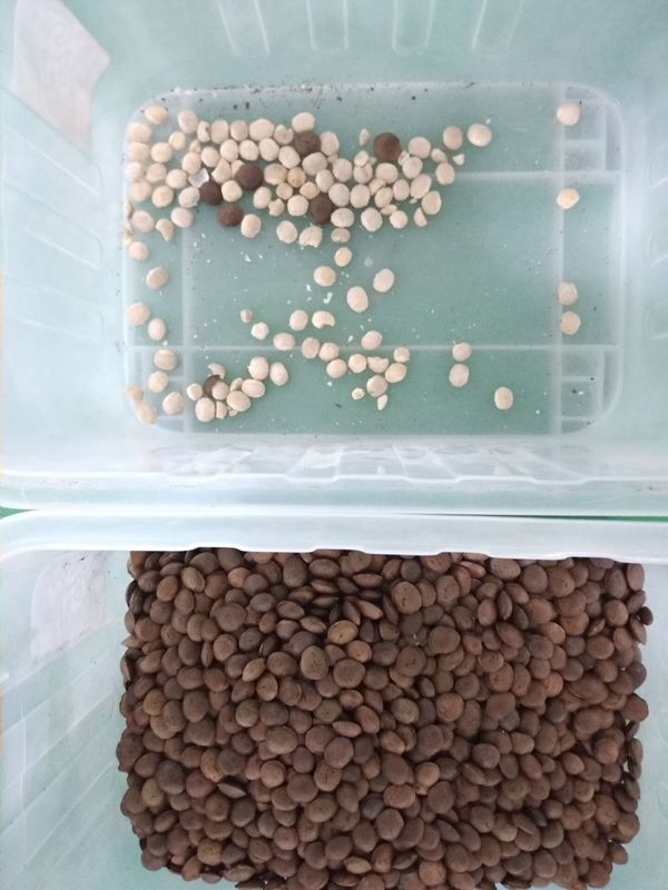 4T/H Sacha Inchi Bean Sorting Machine com precisão de classificação alta