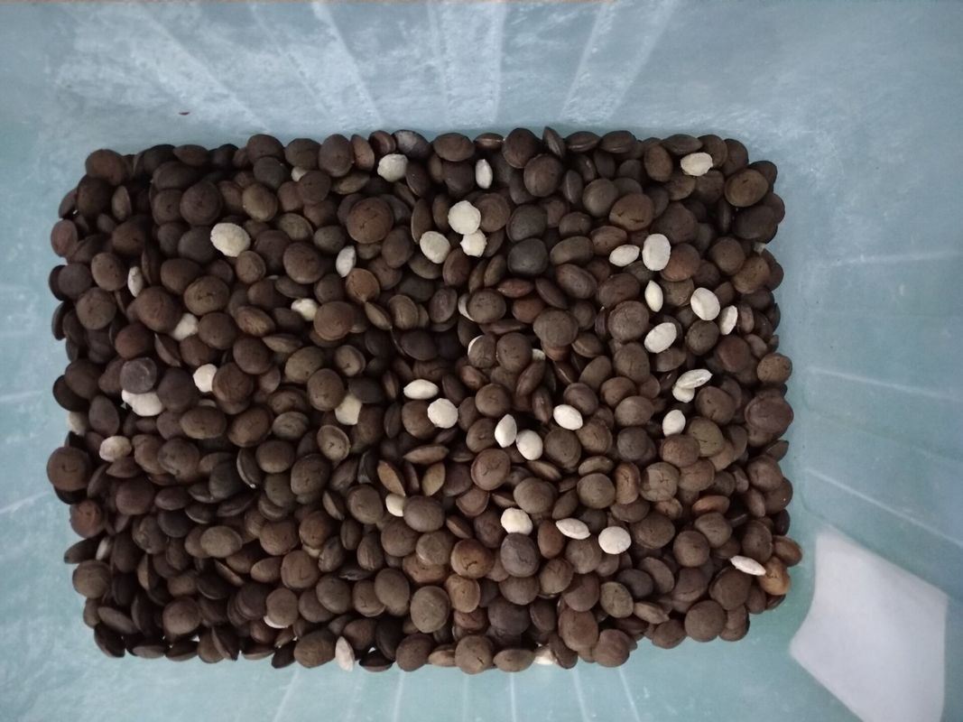 4T/H Sacha Inchi Bean Sorting Machine com precisão de classificação alta