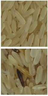 Câmera inteligente do CCD da cor de 2 Digitas do classificador da cor do arroz das rampas