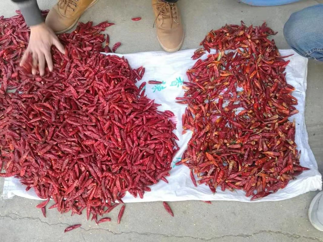 WENYAO Inoxidável 304 Alimentos variedades de chili Separação de controle de qualidade de chile Colour Sorter para classificação de chile vermelho
