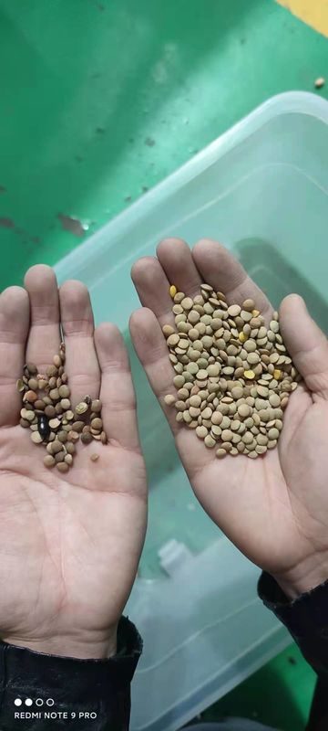 Tipo máquina da rampa do classificador da grão das lentilhas vermelhas com o tela táctil de 12 polegadas