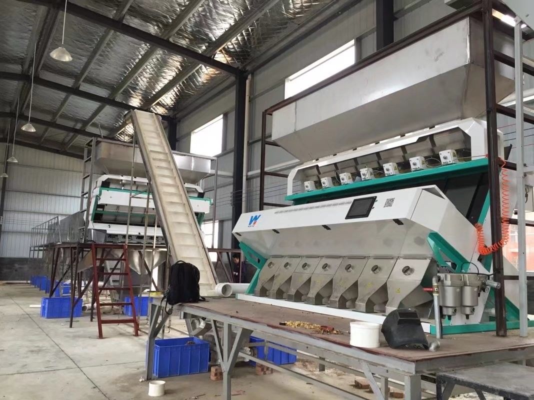 Taxa de transferência ótica da máquina de classificação 5000kg/H da cor da câmera do Rgb das lentilhas do feijão de soja de Dall
