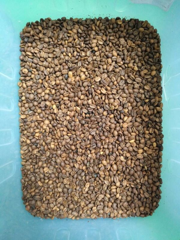 WENYAO Beans Sorting Machine, classificador ISO9001 da cor do café da lentilha