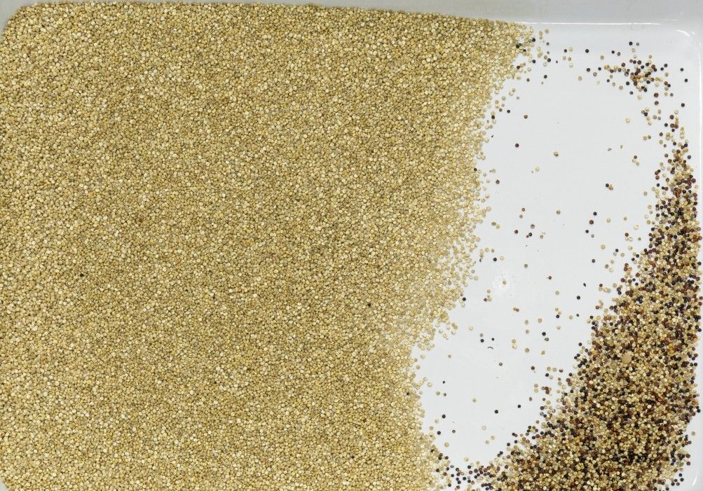 Mini classificador Macine da cor do CCD para o cacau Bean Coffee da grão do milho do feijão de soja